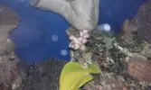 [TodoMarino.com] Stylophora pistillata