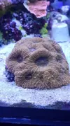 [TodoMarino.com] vendo acantastrea echinata naranja PRECIOSA!!!! - torrelavega
