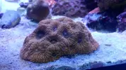 [TodoMarino.com] vendo acantastrea echinata naranja PRECIOSA!!!! - torrelavega