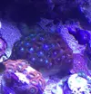 [TodoMarino.com] Vendo zoos dos tipos Barcelona - Barcelona