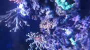 [TodoMarino.com] Anemonas cuadricolor - Hospitalet de llobregat