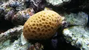[TodoMarino.com] Aguien sabe de que coral se trata?