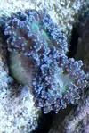 [TodoMarino.com] Euphyllia enferma? Fotos