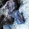 [TodoMarino.com] Euphyllia enferma? Fotos