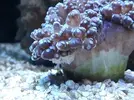[TodoMarino.com] Euphyllia enferma? Fotos
