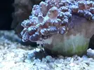 [TodoMarino.com] Euphyllia enferma? Fotos