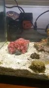 [TodoMarino.com] Coral Sol (Tubastraea) MURIENDO