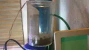 [TodoMarino.com] Coral Sol (Tubastraea) MURIENDO