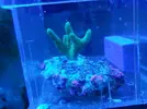 [TodoMarino.com] Cambio esqueje montipora verde por montipora plato