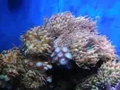 [TodoMarino.com] Anemonas quadricolor (Madrid) - madrid