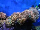 [TodoMarino.com] Anemonas quadricolor (Madrid) - madrid