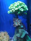 [TodoMarino.com] Anemonas quadricolor (Madrid) - madrid