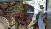 [TodoMarino.com] Cambio dos rocas llenas de corales