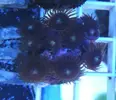 [TodoMarino.com] Vendo varios corales - Barcelona