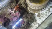[TodoMarino.com] Cambio ciadricolor