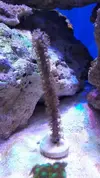 [TodoMarino.com] Zoos,parazoanthus,pachi,litophyton... - MADRID