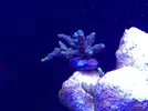 [TodoMarino.com] Vento acropora y esqueje de stylophora pistillata verde - Montcada i Reixac