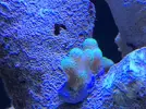 [TodoMarino.com] Vento acropora y esqueje de stylophora pistillata verde - Montcada i Reixac