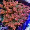 [TodoMarino.com] entacmaea quadricolor (Madrid) - 20€ - Madrid