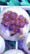 [TodoMarino.com] PACK  DE  ZOANTHUS  TOP - provincia de Cadiz