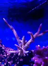 [TodoMarino.com] Acropora xxl envio - Langreo Asturias