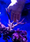 [TodoMarino.com] Acropora xxl envio - Langreo Asturias