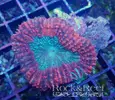 [TodoMarino.com] Algunos animales disponibles