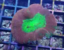 [TodoMarino.com] Algunos animales disponibles