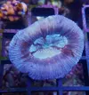 [TodoMarino.com] Algunos animales disponibles