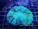 [TodoMarino.com] Algunos animales disponibles