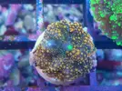 [TodoMarino.com] Algunos animales disponibles