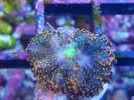 [TodoMarino.com] Algunos animales disponibles