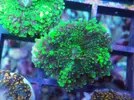 [TodoMarino.com] Algunos animales disponibles