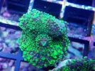 [TodoMarino.com] Algunos animales disponibles