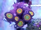 [TodoMarino.com] ZOOS,Palithoas,actinos rojos,seriatopora,pachi,xenia...MADRID -nuevos frags!