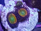 [TodoMarino.com] ZOOS,Palithoas,actinos rojos,seriatopora,pachi,xenia...MADRID -nuevos frags!