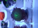 [TodoMarino.com] ZOOS,Palithoas,actinos rojos,seriatopora,pachi,xenia...MADRID -nuevos frags!