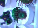 [TodoMarino.com] ZOOS,Palithoas,actinos rojos,seriatopora,pachi,xenia...MADRID -nuevos frags!
