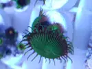 [TodoMarino.com] ZOOS,Palithoas,actinos rojos,seriatopora,pachi,xenia...MADRID -nuevos frags!