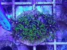 [TodoMarino.com] ZOOS,Palithoas,actinos rojos,seriatopora,pachi,xenia...MADRID -nuevos frags!