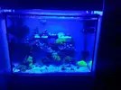 [TodoMarino.com] Os presento mi acuario y mi esquejero
