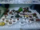 [TodoMarino.com] Os presento mi acuario y mi esquejero