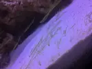[TodoMarino.com] Alga como filamentosa.. la quito o la dejo?
