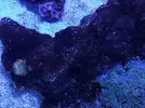 [TodoMarino.com] Mountain Reef - 484l by Mariano