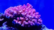 [TodoMarino.com] Mountain Reef - 484l by Mariano