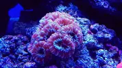 [TodoMarino.com] Mountain Reef - 484l by Mariano