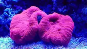 [TodoMarino.com] Mountain Reef - 484l by Mariano