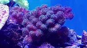 [TodoMarino.com] Mountain Reef - 484l by Mariano