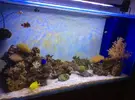 [TodoMarino.com] Puedo meter un centropyge loriculus en mi acuario,foto,