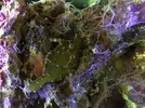 [TodoMarino.com] Vendo Tomentosus - Vendido